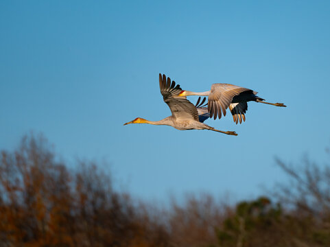 Two sandhill cranes flying with bright blue sky in the background in Hiwassee Wildlife Refuge in Tennessee