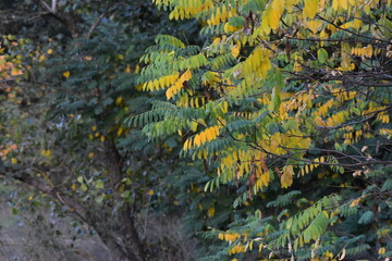 Close up of yellow and green leaves of acacia tree in autumn