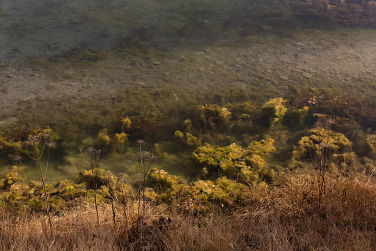Mousse aquatique verte en gros plan sur les bords d&rsquo;un lac en automne, plantes et v&eacute;g&eacute;tation brune s&eacute;ch&eacute;e en bordure, transparence du fond du lac