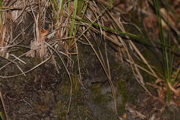 Close up of a green grass in the forest, selective focus