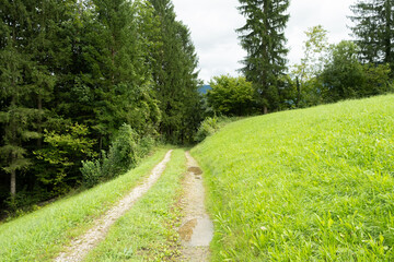 Sunny Mountain Valley Path Surrounded by Green Meadows on a Peaceful Summer Day