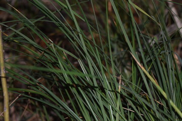 Close up of a green grass in the forest, selective focus