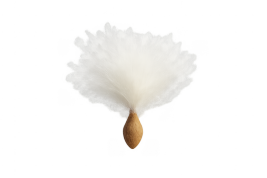 Kapok seed with white fluff dispersing on transparent background