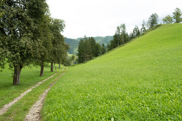 Sunny Mountain Valley Path Surrounded by Green Meadows on a Peaceful Summer Day