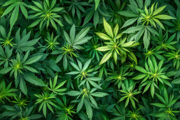 Cannabis plants flourish in varied shades of green, thriving under abundant sunlight in a vibrant outdoor setting