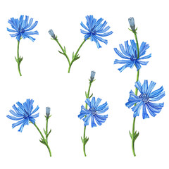 chicory, blue flowers, set of elements, watercolor illustrations for packaging, design, postcards, dishes, and fabrics