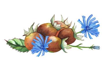 rose hips and chicory, watercolor illustration for tableware, packaging, design, and textiles