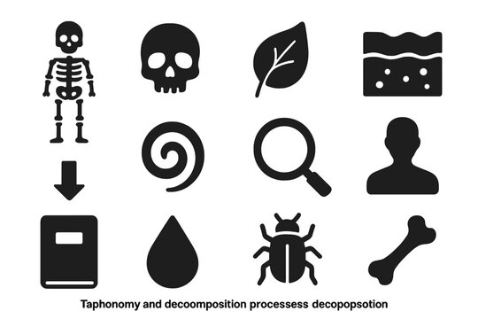 Taphonomy Icon Set. Solid style icons of taphonomy and decomposition processes: skeleton, skull, leaf, soil layer, arrow, spiral,