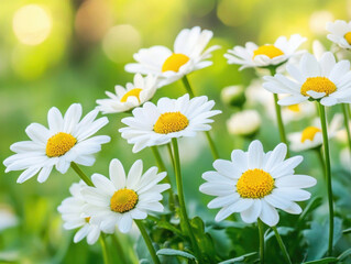 Fototapeta premium Daisies blooming in a vibrant green garden during springtime