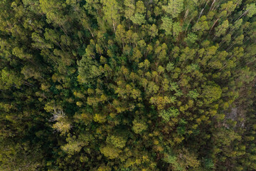 Aerial view from drone on forest with many trees and a few bushes