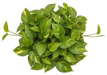 Fototapeta premium Green pothos plant with variegated leaves isolated on transparent background