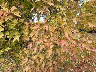 Acer palmatum leaves in soft autumn shades of green, bronze, and light red, forming a textured canopy that highlights the delicate structure of Japanese maple foliage.