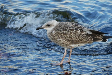 Portrait of seagull standing by the blue sea, waterbird background