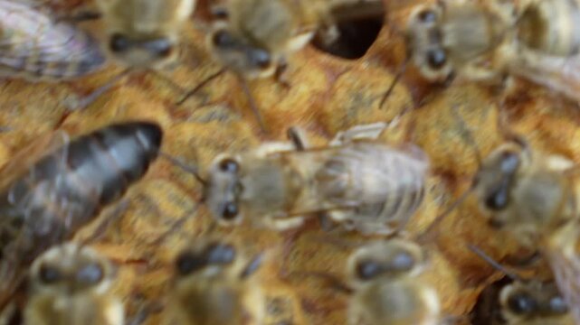 bee on bee comb