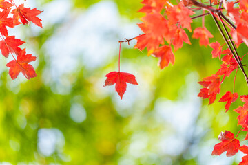 Close-up of autumn red maple leaves