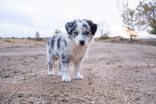 Young border collie puppy outdoors on a sunny day