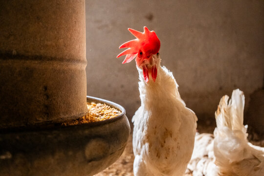 White chicken near feeder inside a dimly lit barn