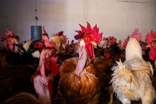 Roosters in a crowded barn environment