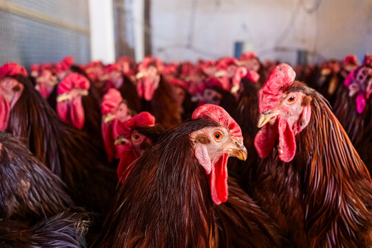 Close-up of a group of roosters in a farm setting