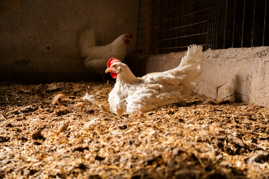 White chicken resting inside a dimly lit barn