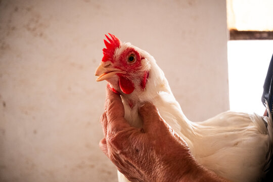Fototapeta Farmer gently holding a white chicken indoors
