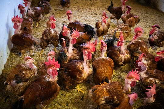 Roosters in a crowded farm barn