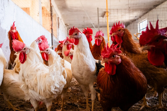 Roosters and hens in a barnyard environment