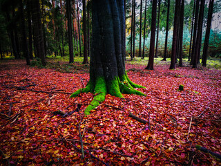 Mystical autumn forest landscape featuring a prominent tree adorned with bright green moss, standing amidst a breathtaking carpet of fiery red and orange fallen leaves