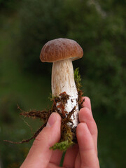 boletus edulis mushroom