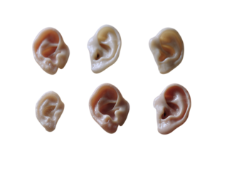 Set of eight human ears in various shapes.