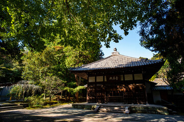 鎌倉25117　浄智寺19　銀杏＆黄葉