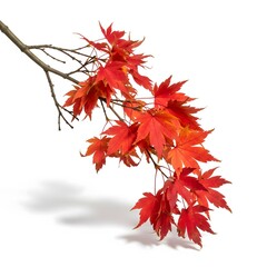 A vibrant red Japanese Maple branch with detailed leaves gracefully hanging, isolated on a clean white background to showcase autumn foliage