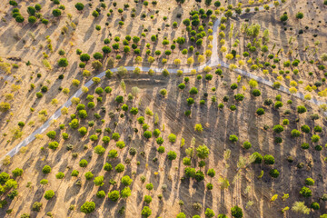 Aerial view of a sunlit forest landscape with road