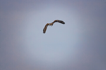 An exceptional photograph capturing an adult Montagu's Harrier (Circus pygargus), a slender and graceful bird of prey, in dynamic flight. The bird is typically seen quartering