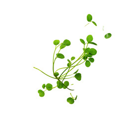 Obraz premium A close-up shot of a green plant against a white backdrop.