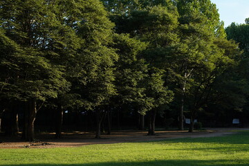Obraz premium A peaceful forest scene with lush green trees illuminated by warm sunlight, overlooking a clean and vibrant grassy meadow. Ideal as a natural background for marketing, wellness, eco-friendly branding,
