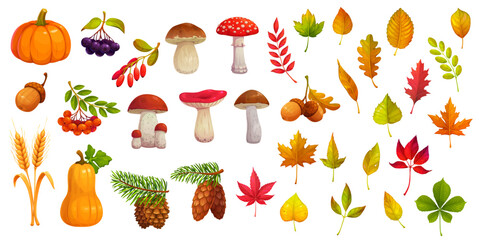 Autumn season fall leaves, pumpkins, oak acorns, ripe berries, forest mushroom and wheat vector symbols set. Cartoon autumn harvest veggies, maple leaves, cones, barberry, rowanberry and aronia fruits