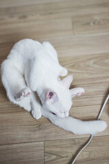 White Cat Grooming on Wooden Floor