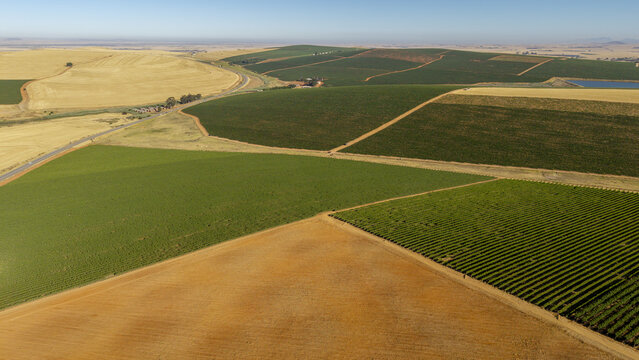 Aerial view of geometric fields stitched together in contrasting hues, where golden crops meet verdant vineyards under a vast sky, Malmesbury, Western Cape, South Africa.