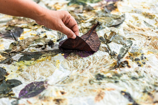 Hand Removing Leaf from Eco-Dyed Fabric with Botanical Print