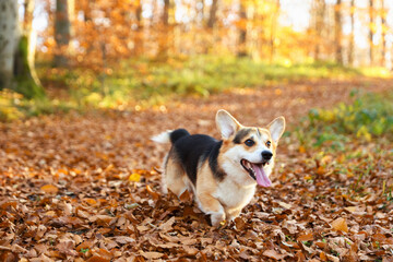 Cute Welsh corgi dog on walk in autumn forest
