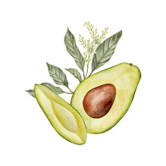 Watercolor half avocado with seed, leaves and flowers illustration. Hand drawn botanical drawing. Green plant fruit on isolated background for food, cosmetic packaging design, card, invitation.