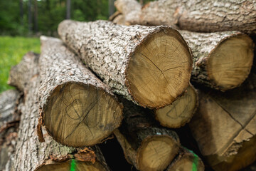 Pine timber logs stacked in forest, wood industry