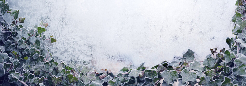 Frozen ivy on the window with ice flowers and frost crystals. Horizontal winter background for seasonal natur themes with space for text.