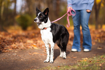 Woman walking her cute dog in autumn park, selective focus
