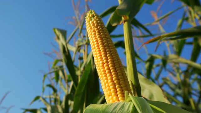 Corn growing in a sunny field during late summer in a rural area, showcasing vibrant green leaves and bright yellow kernels