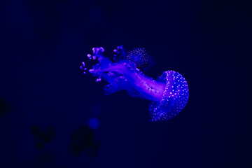 Elegant glow of a spotted jellyfish in deep blue hue