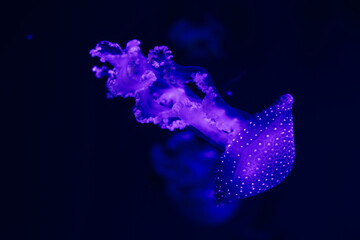Glowing jellyfish in a deep blue aquarium setting