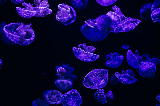 Purple jellyfish swimming against a dark backdrop