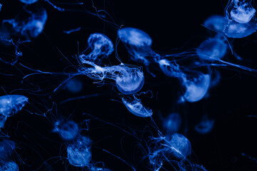 Ethereal jellyfish floating in a deep blue background